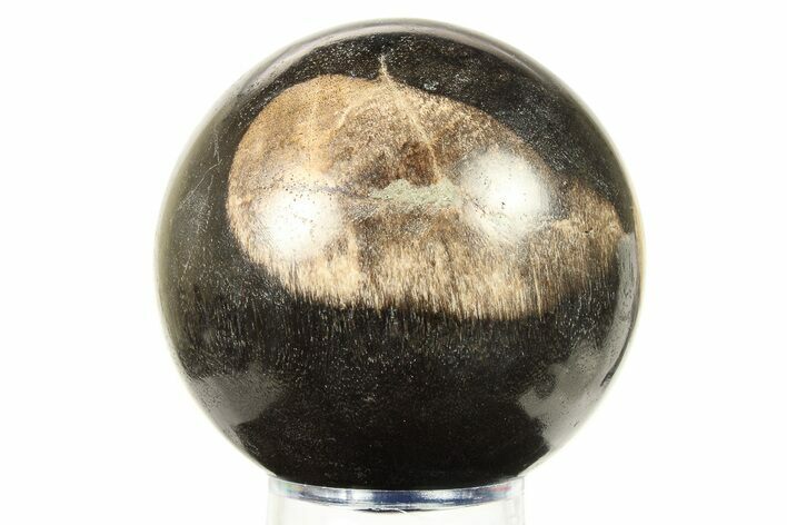 Petrified Wood (Tropical Hardwood) Sphere - Indonesia #274213